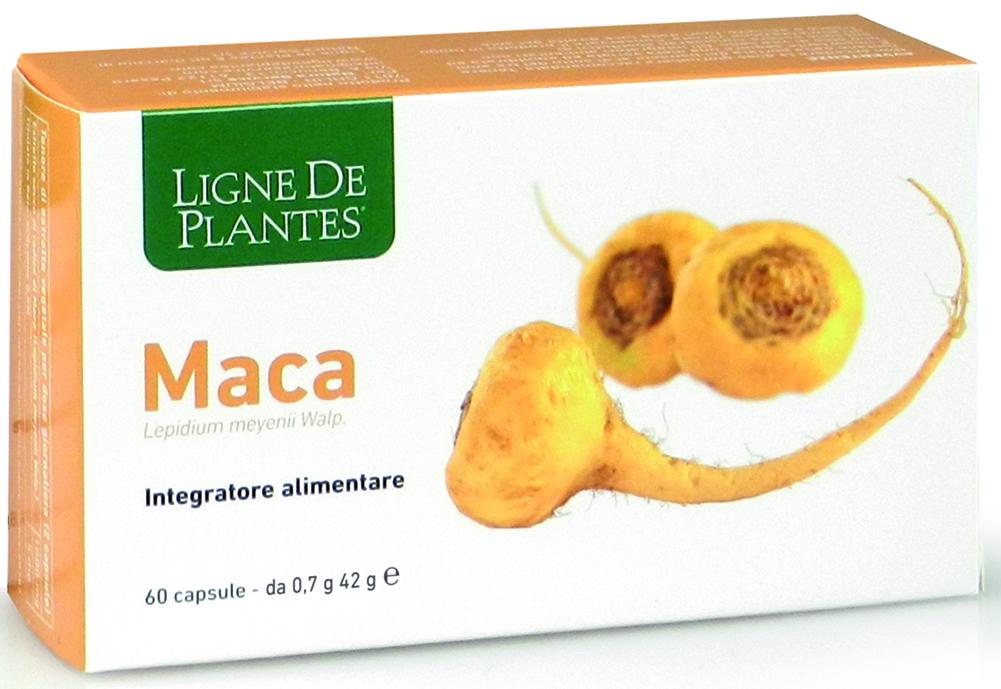 MACA