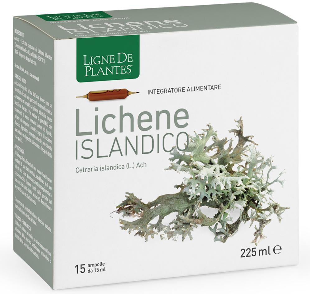 LICHENE ISLANDICO